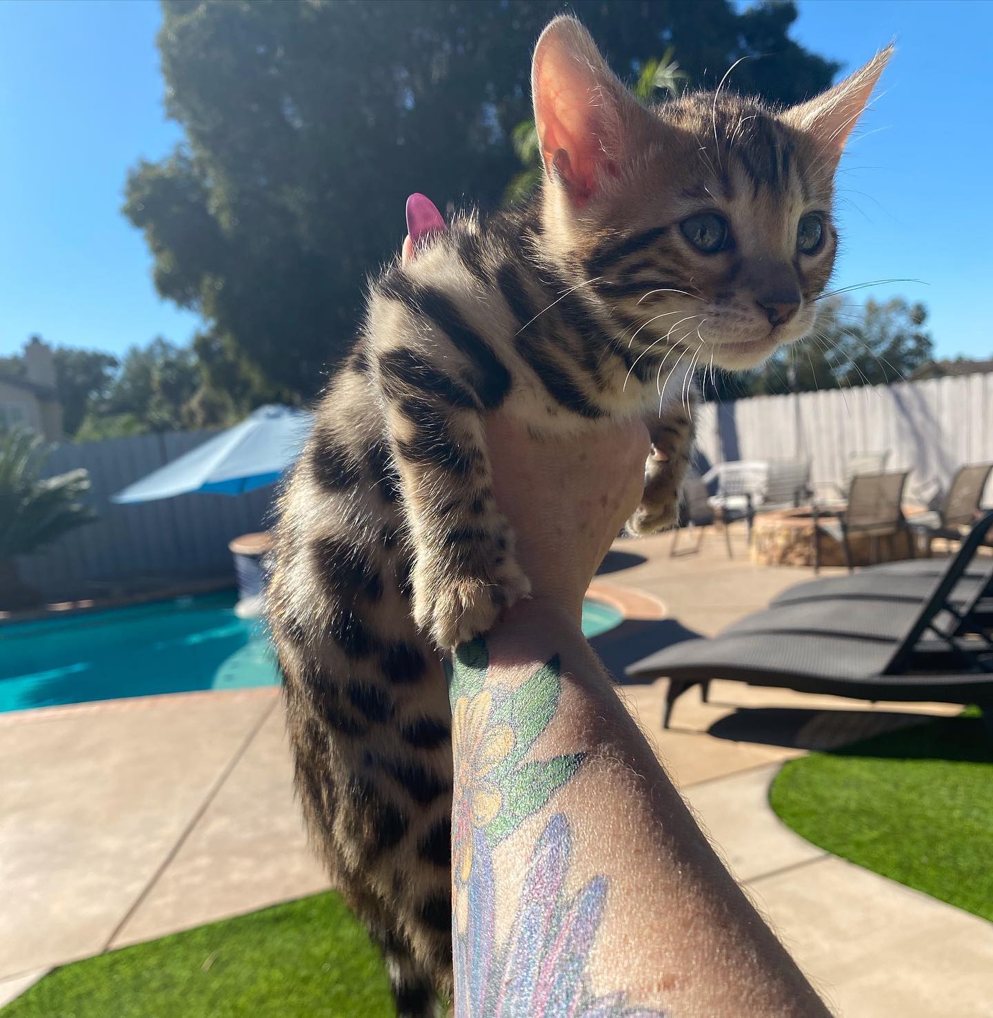 Bengal