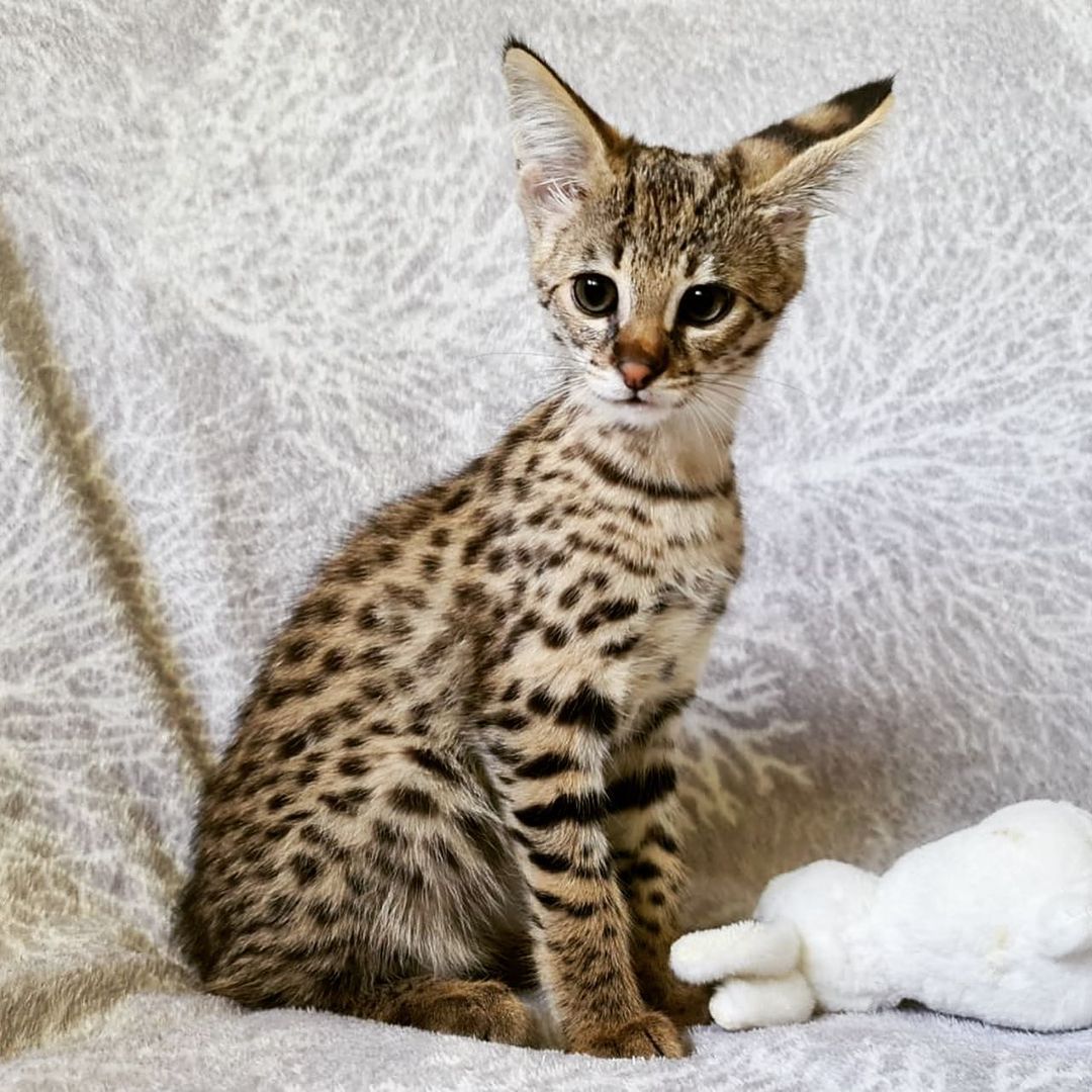 F1 Savannah Kitten