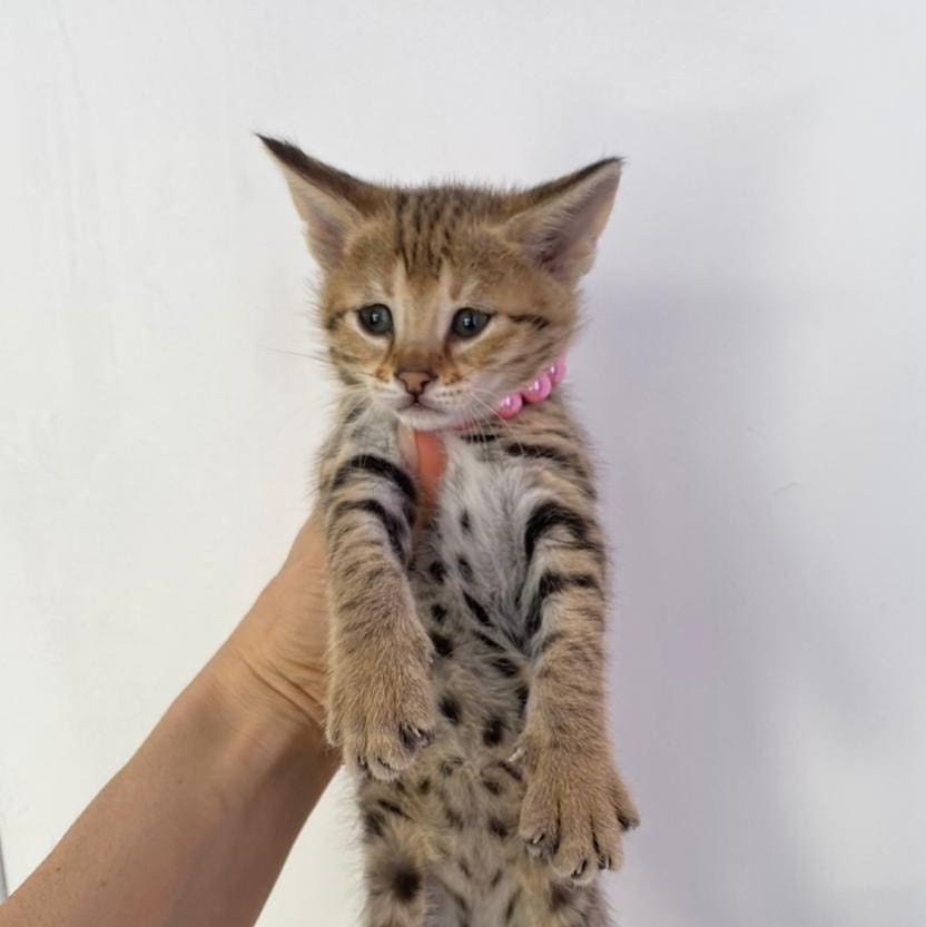 F2 Savannah Kitten