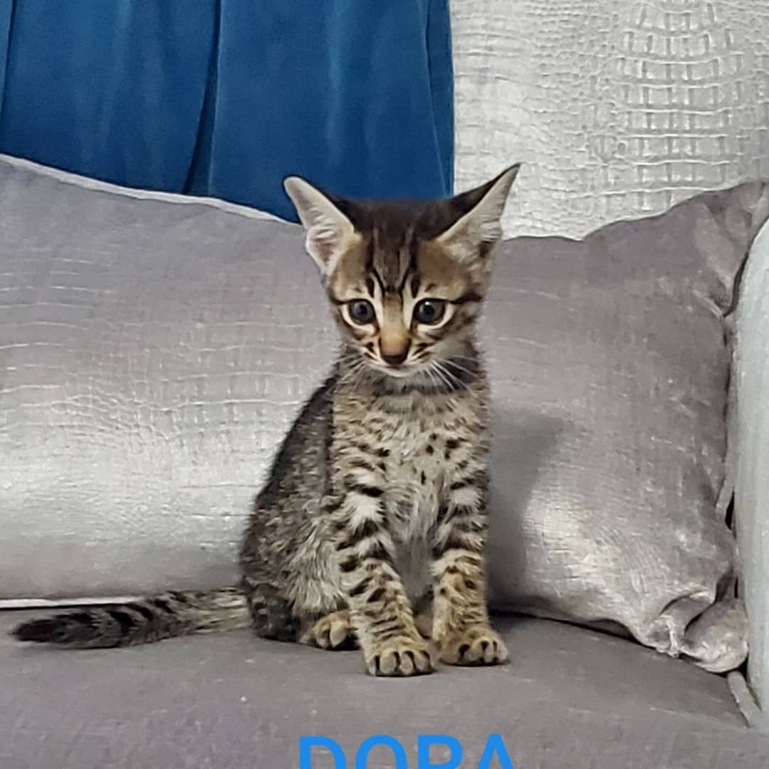 F3 Savannah Kitten