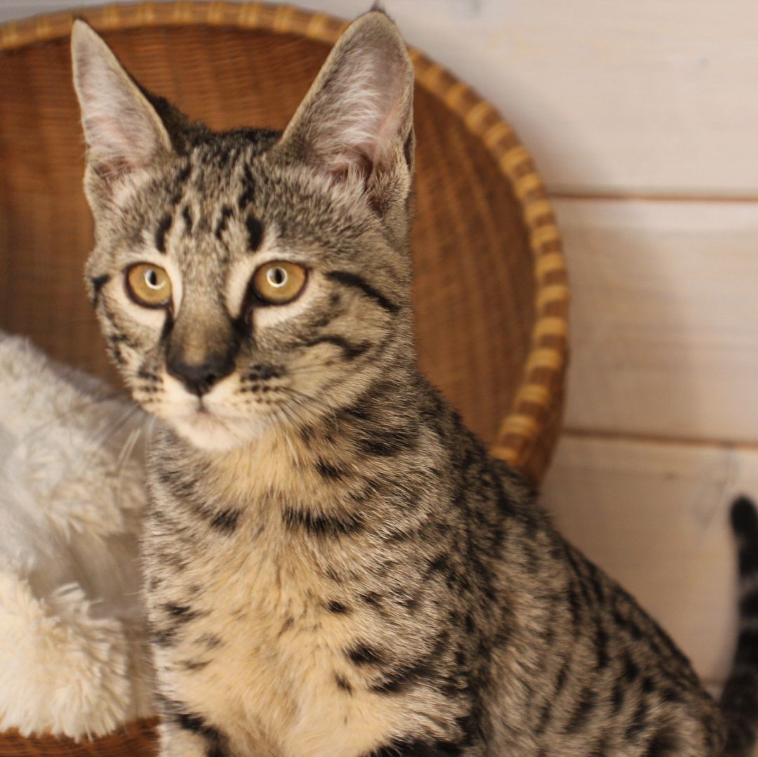 F4 Savannah Kitten
