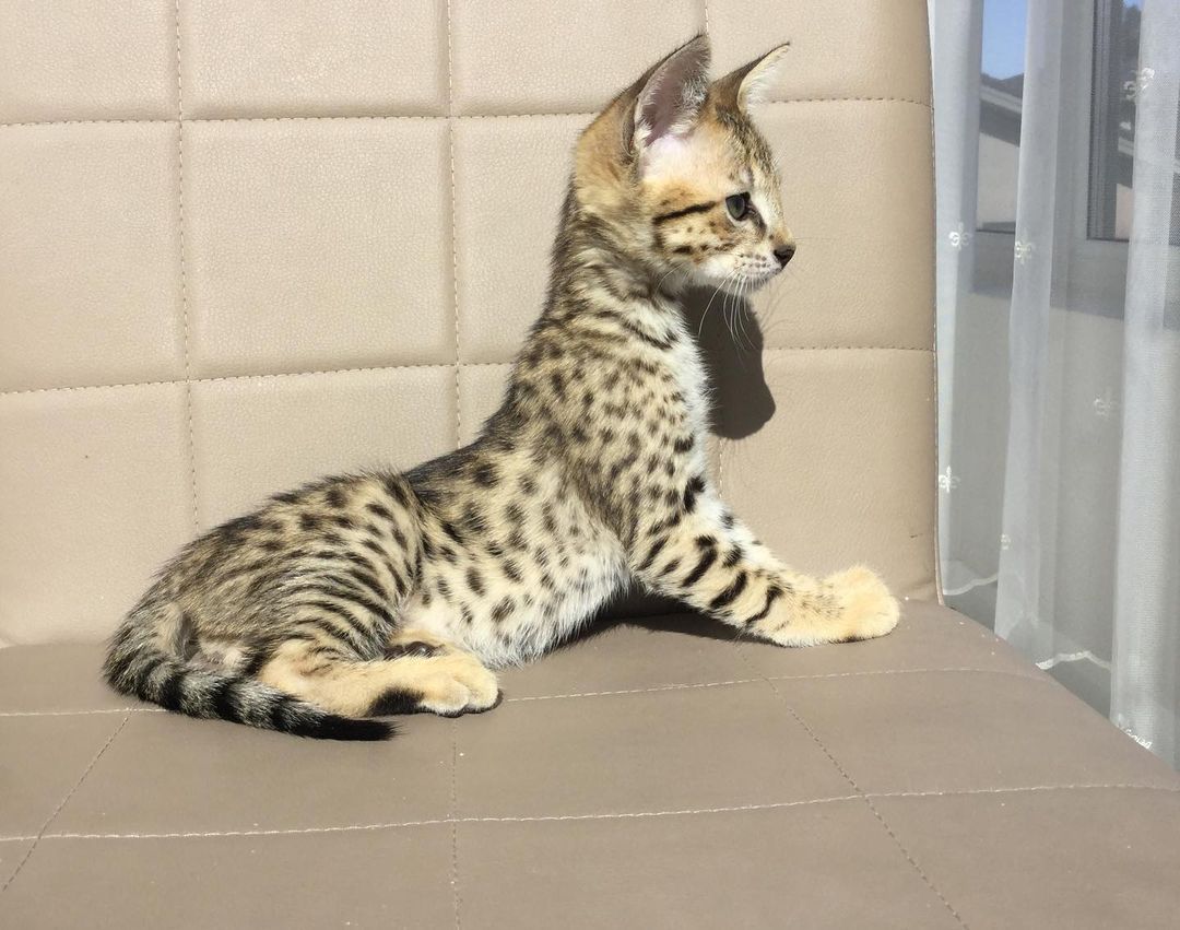 F5 Savannah Kitten