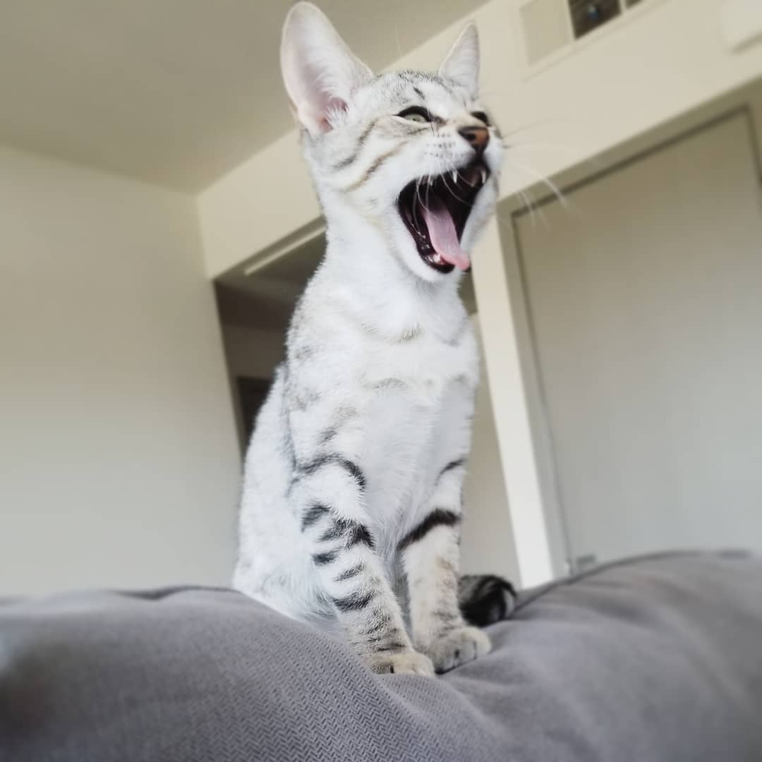 F7 Savannah Kitten