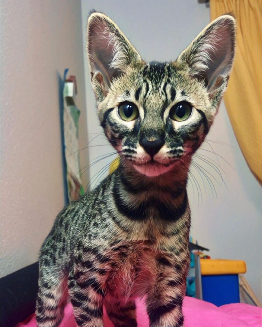 F6 Savannah Kitten