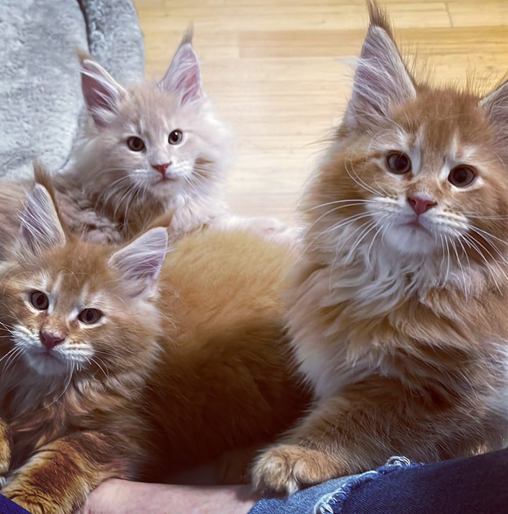 Maine Coon