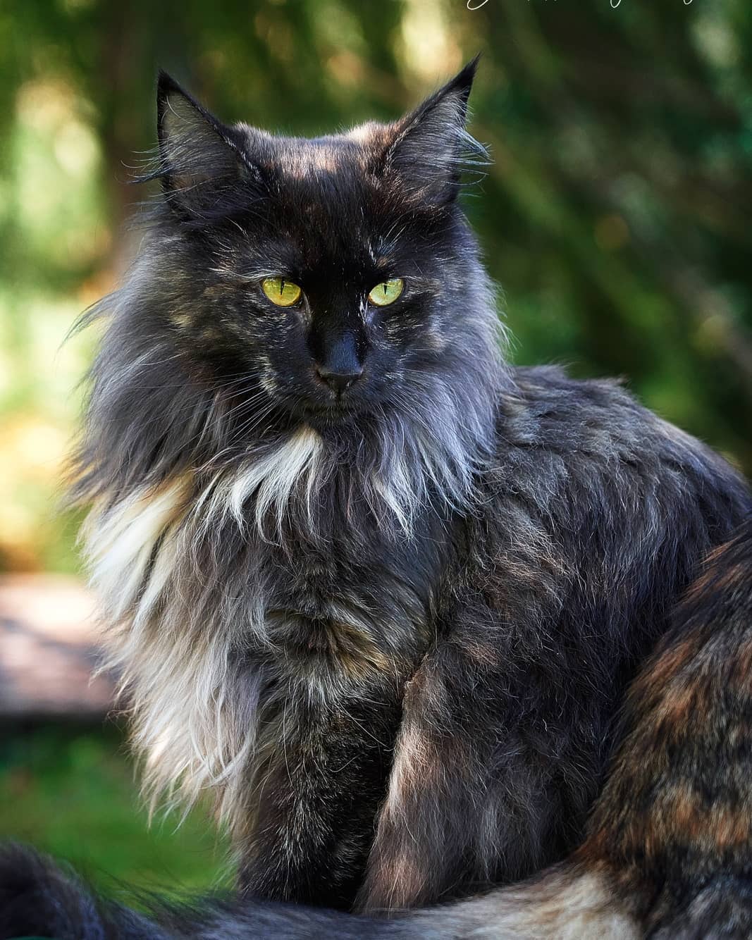 Norwegische Waldkatze