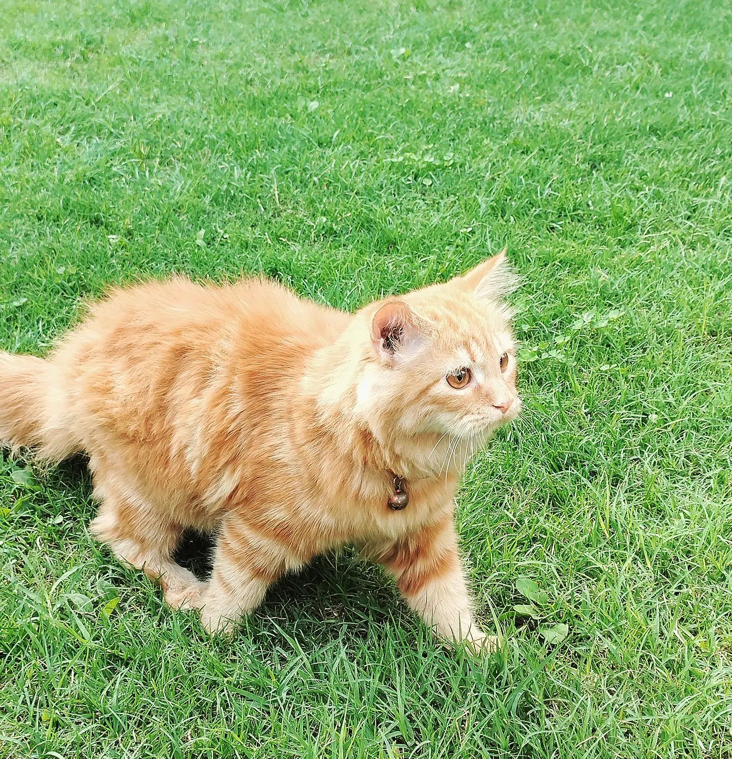 Perserkatze