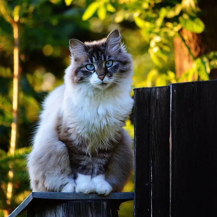 Ragdoll