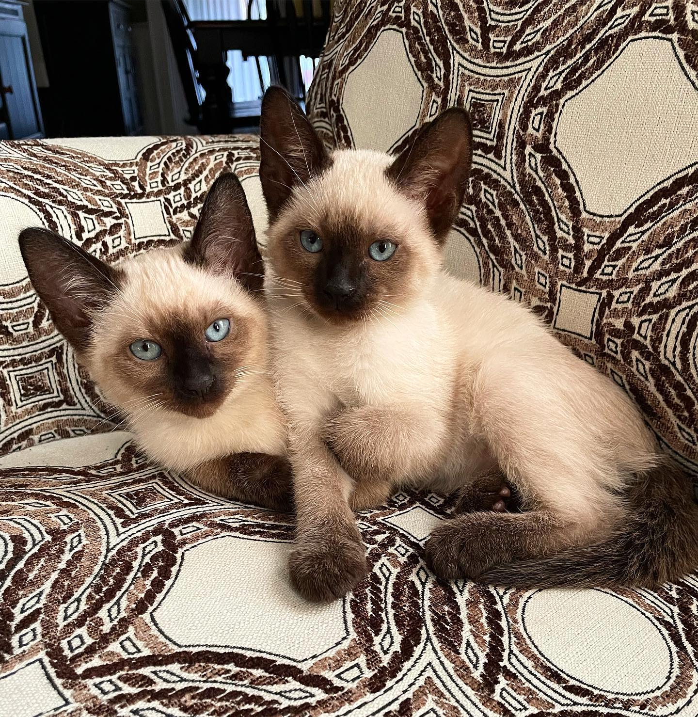 Siamkatze