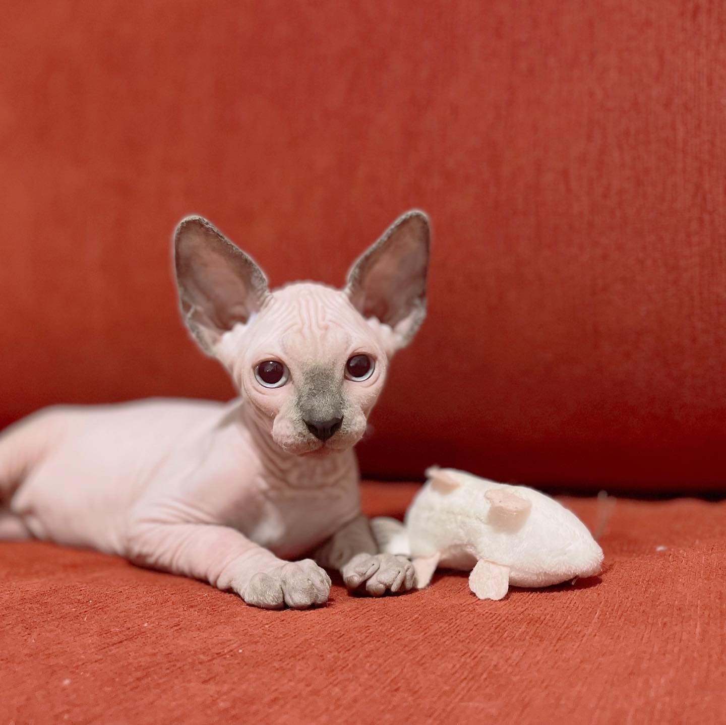 Sphynx