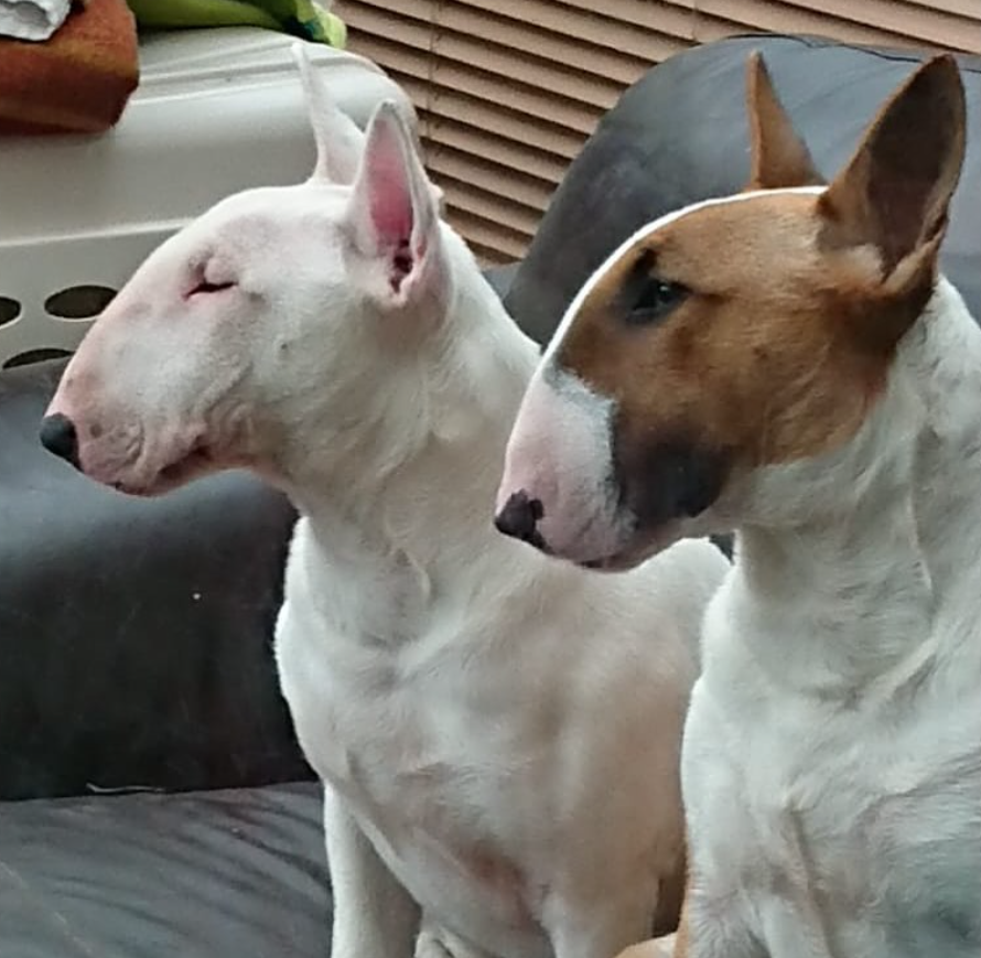 Bull Terrier