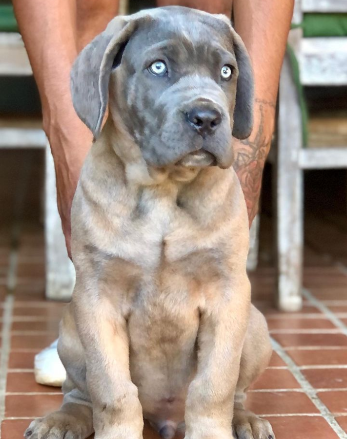 Cane Corso