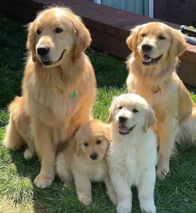 Golden Retriever