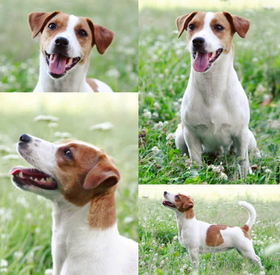 Jack Russell