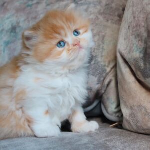Lio – Britisch Kurzhaar Kater