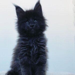 Sandy – Russische Maine Coon Kätzin