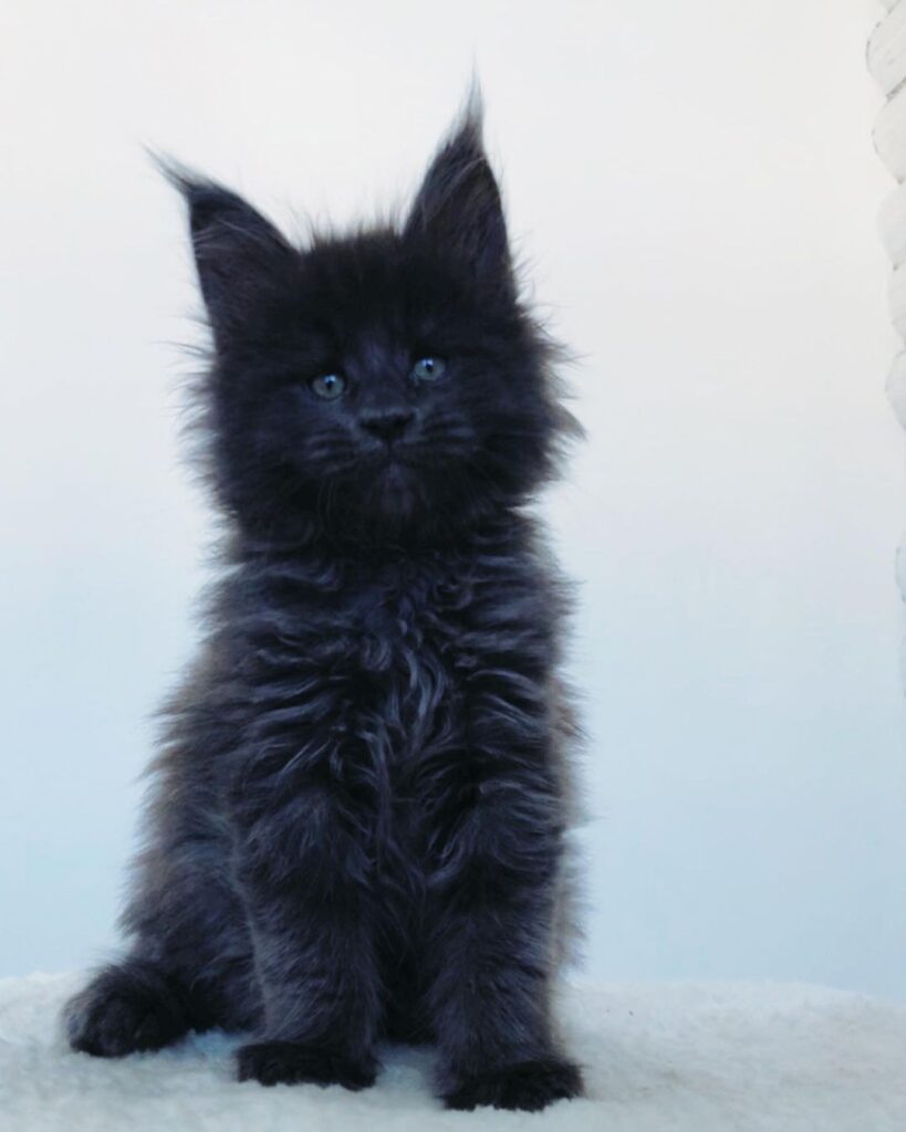 Sandy – Russische Maine Coon Kätzin