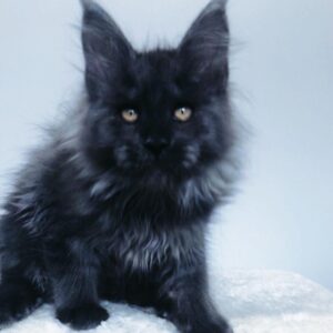 John – Russischer Maine Coon Kater