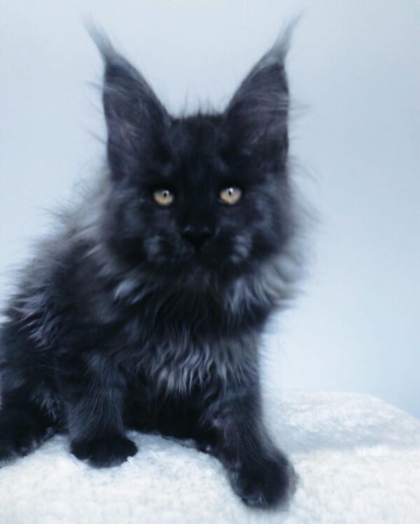 John – Russischer Maine Coon Kater