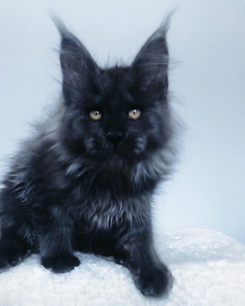 John – Russischer Maine Coon Kater