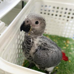 🦜 3 Monate alter Graupapagei sucht ein liebevolles Zuhause! 🏡💖