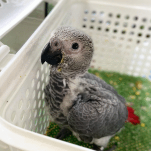 🦜 3 Monate alter Graupapagei sucht ein liebevolles Zuhause! 🏡💖