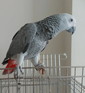 🦜 12 Monate alte Graupapageidame – handzahm, sozialisiert & bereit für ein liebevolles Zuhause 🏡