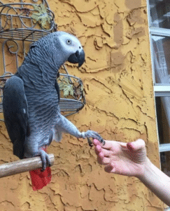 🦜 12 Monate alter Graupapagei – erfahren, handzahm & bereit für ein neues Zuhause 🏡