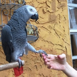 🦜 12 Monate alter Graupapagei – erfahren, handzahm & bereit für ein neues Zuhause 🏡
