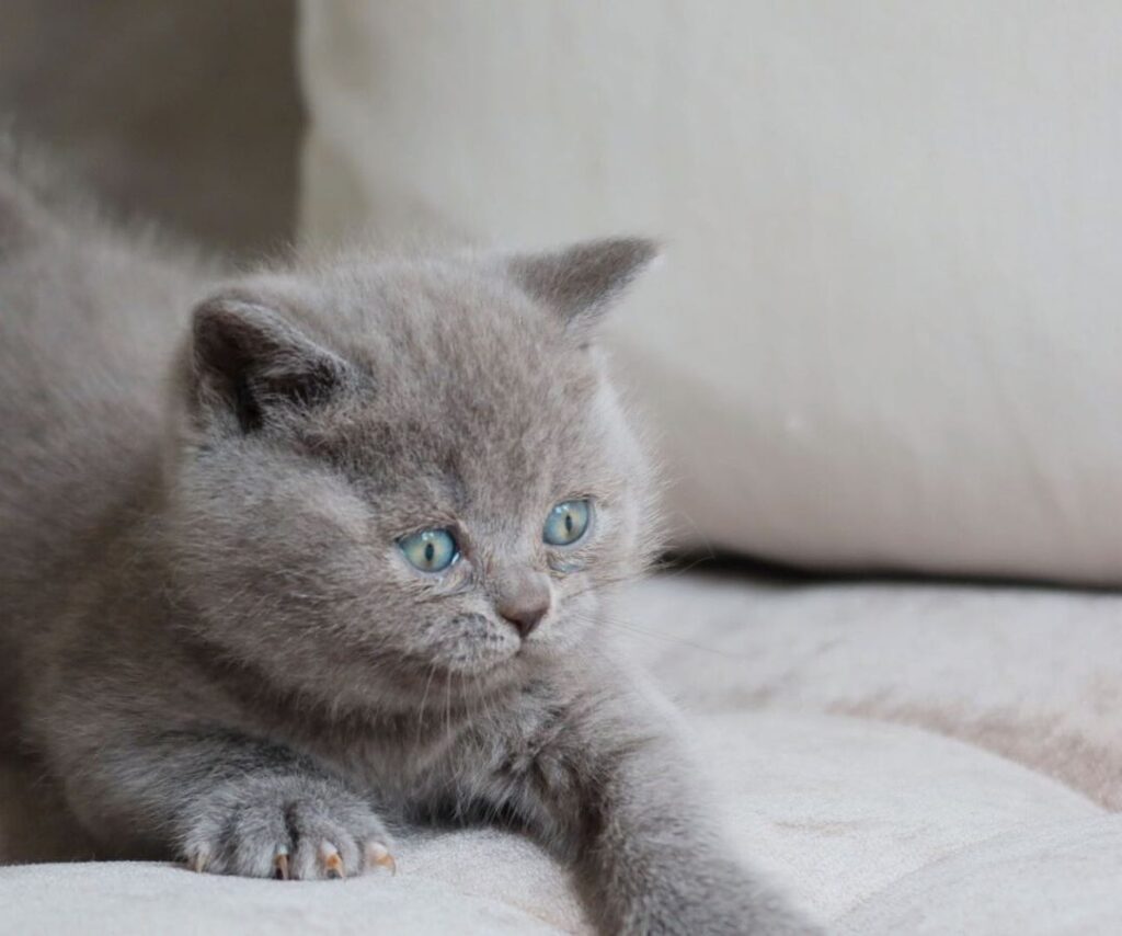 Margot – Britisch Kurzhaar Kater