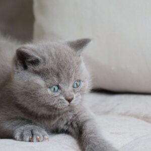 Margot – Britisch Kurzhaar Kater