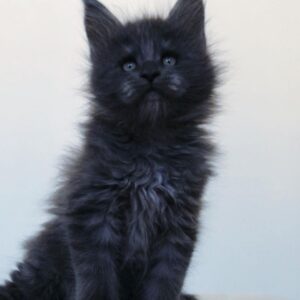 Oben – Maine Coon Kater