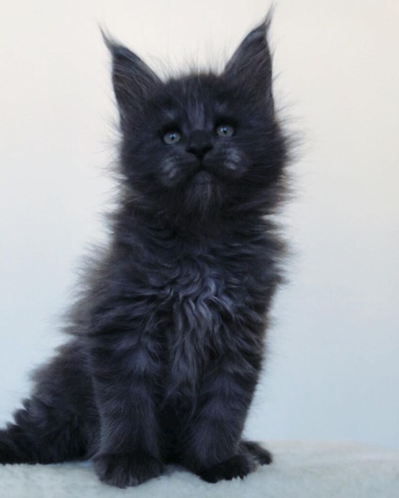 Oben – Maine Coon Kater