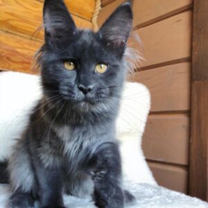 Dineo – Maine Coon Kätzin