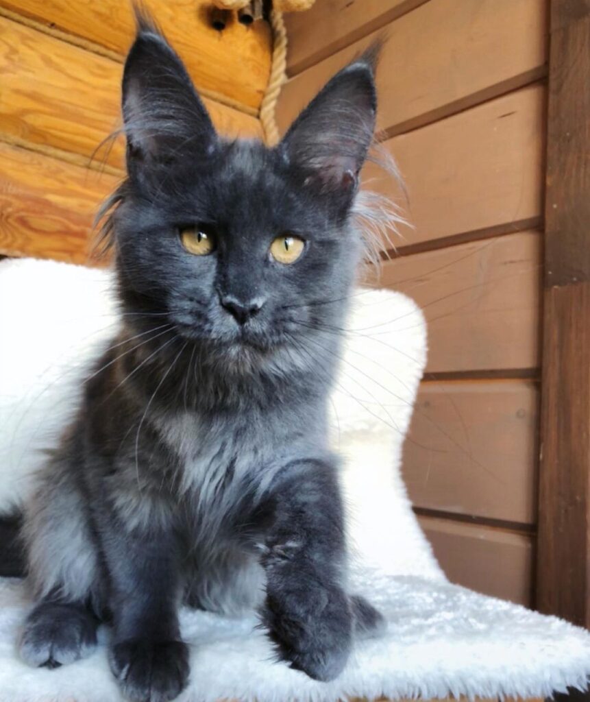 Dineo – Maine Coon Kätzin