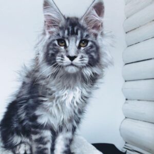 Jane – Russischer Maine Coon Kater