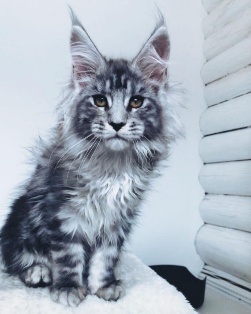 Jane – Russischer Maine Coon Kater
