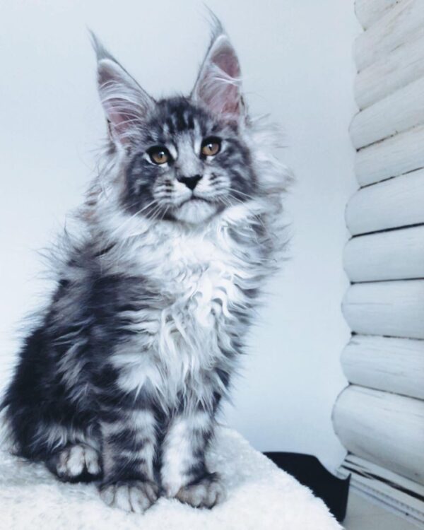 Jane – Russischer Maine Coon Kater - Image 3