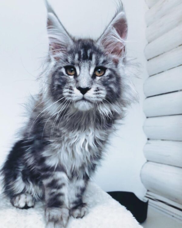 Jane – Russischer Maine Coon Kater - Image 4