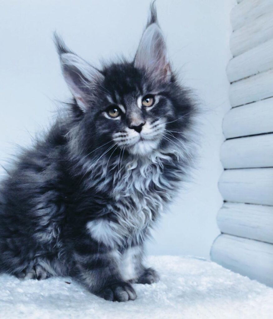 Jordan – Russischer Maine Coon Kater