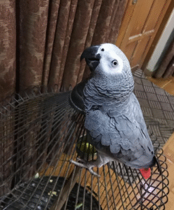 🦜 Graupapagei – 3 Monate alt, handzahm & bestens vorbereitet