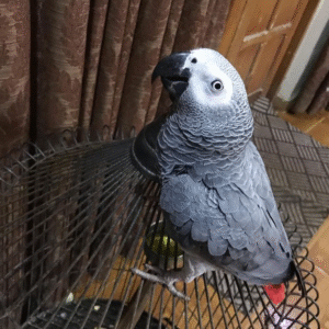 🦜 Graupapagei – 3 Monate alt, handzahm & bestens vorbereitet
