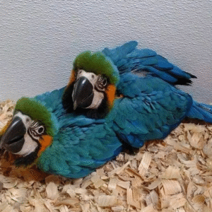 🦜 3 Monate alte weibliche Gelbbrustara – handzahm, verspielt & bestens sozialisiert 💛💙