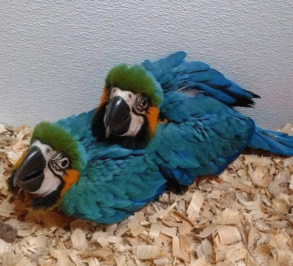 🦜 3 Monate alte weibliche Gelbbrustara – handzahm, verspielt & bestens sozialisiert 💛💙