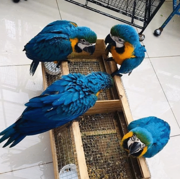 🦜 3 Monate alte weibliche Gelbbrustara – handzahm, verspielt & bestens sozialisiert 💛💙 - Image 3