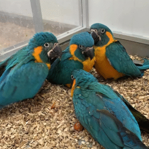 🦜 3 Monate alter männlicher Gelbbrustara – handzahm, verspielt & bereit für sein neues Zuhause 💛💙