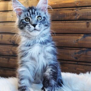 Larry – Maine Coon Kater