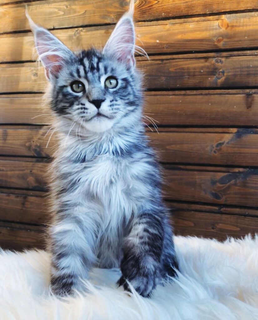 Larry – Maine Coon Kater