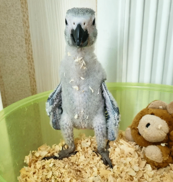 🦜 6 Monate alter Graupapagei – handzahm, sozialisiert & bestens vorbereitet 🏡 - Image 3