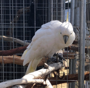 🦜 6 Monate alter männlicher Gelbhaubenkakadu – handzahm, verspielt & bereit für sein Für-immer-Zuhause 💛🕊️